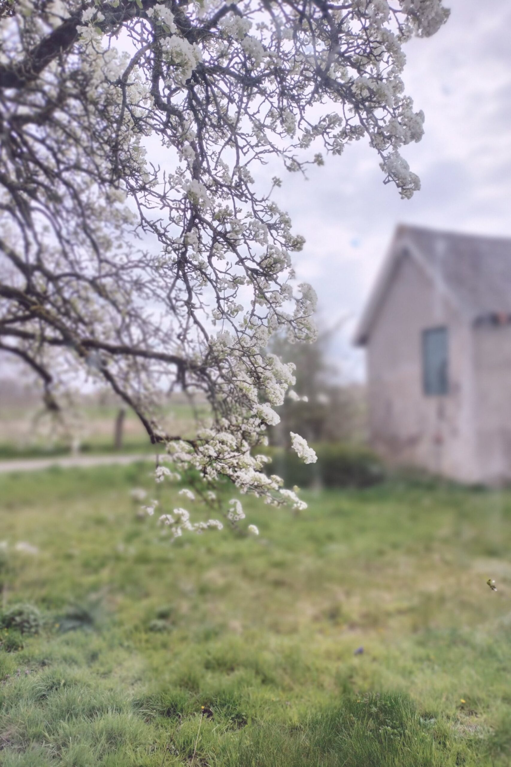 A blooming branch in a field